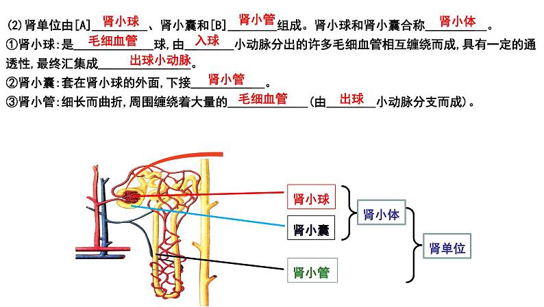 【2024会考】初中生物 考点专题16 人体内废物的排出-课件06