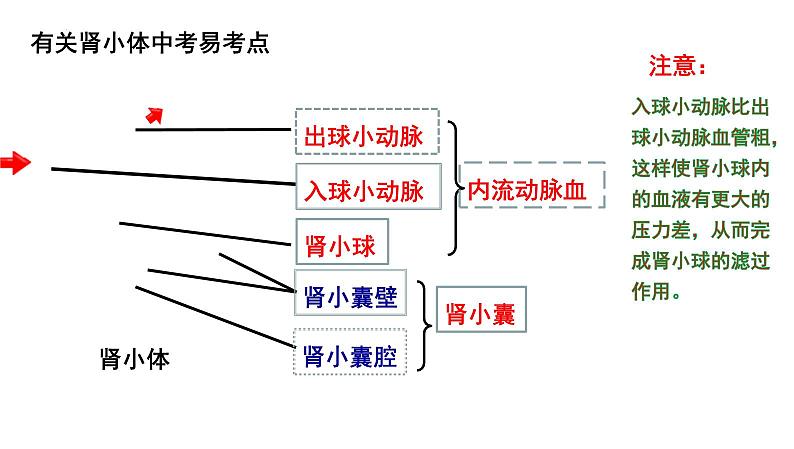 【2024会考】初中生物 考点专题16 人体内废物的排出-课件07