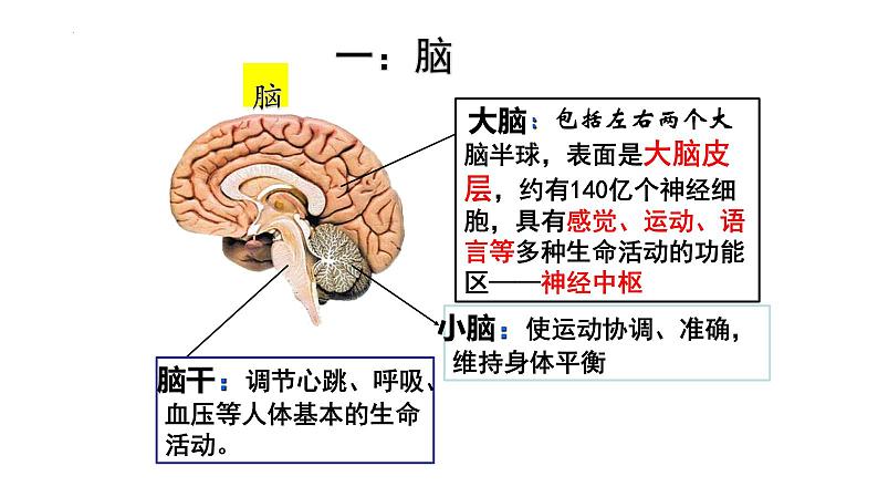 【2024会考】初中生物 考点专题17 人体生命活动调节-课件第3页