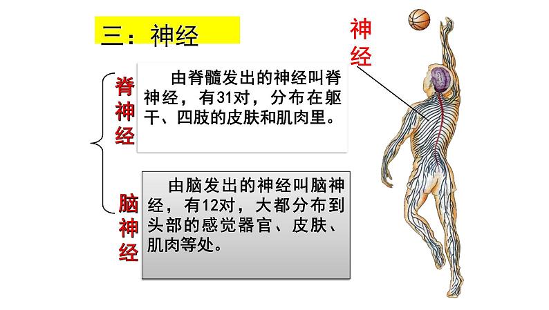 【2024会考】初中生物 考点专题17 人体生命活动调节-课件第7页