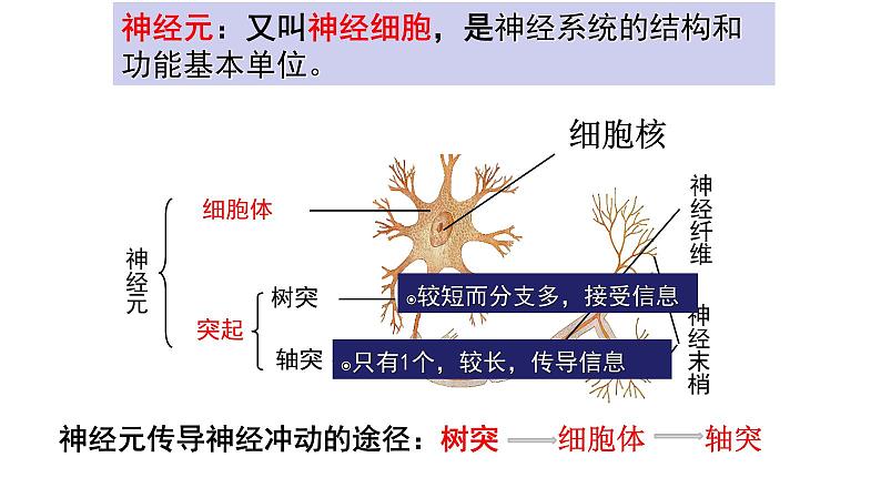 【2024会考】初中生物 考点专题17 人体生命活动调节-课件第8页