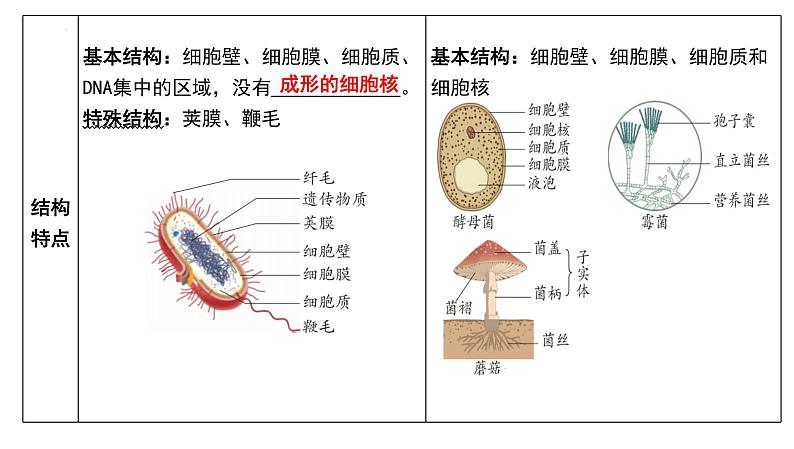 【2024会考】初中生物 考点专题19 生物圈中的微生物-课件第5页