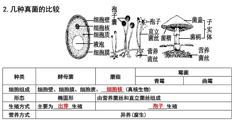 【2024会考】初中生物 考点专题19 生物圈中的微生物-课件第8页