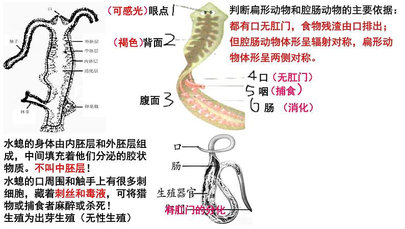 【2024会考】初中生物 考点专题20 动物的主要类群-课件04