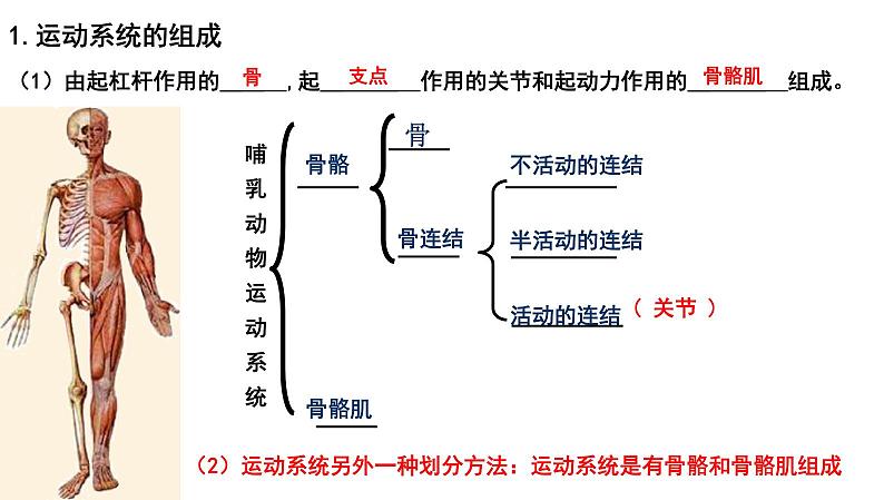 【2024会考】初中生物 考点专题21 动物的运动和行为-课件第2页