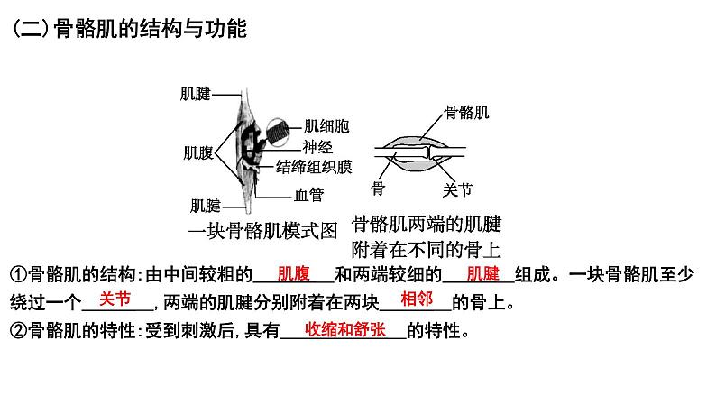 【2024会考】初中生物 考点专题21 动物的运动和行为-课件第4页