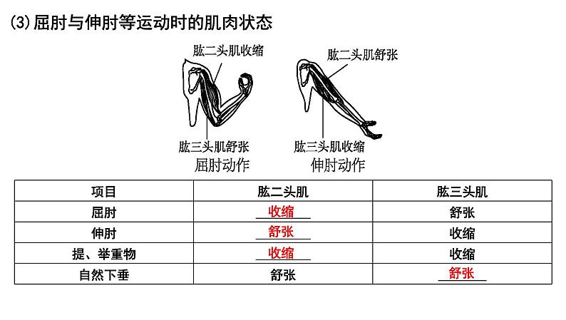 【2024会考】初中生物 考点专题21 动物的运动和行为-课件第7页