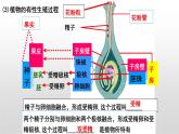 【2024会考】初中生物 考点专题22 生物的生殖和发育-课件