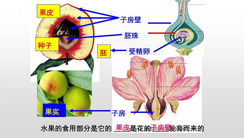 【2024会考】初中生物 考点专题22 生物的生殖和发育-课件04