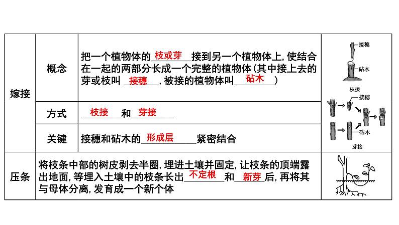 【2024会考】初中生物 考点专题22 生物的生殖和发育-课件06