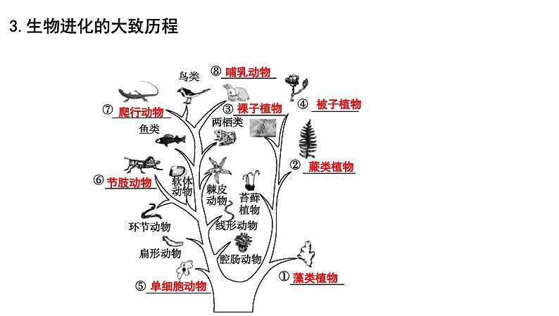 【2024会考】初中生物 考点专题24 生物的进化-课件07