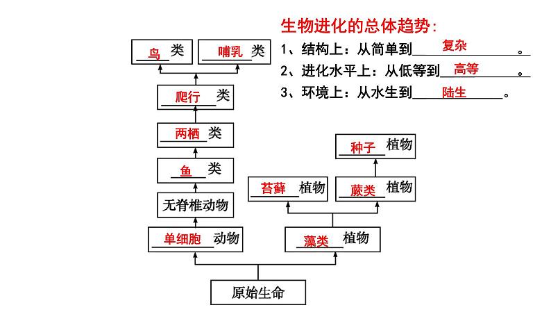 【2024会考】初中生物 考点专题24 生物的进化-课件08