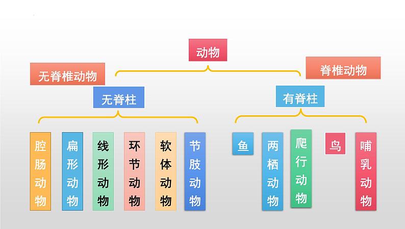 【2024会考】初中生物 考点专题25 生物的分类和生物的多样性-课件第4页