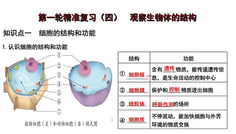 【2024会考】初中生物 考点专题04 观察生物的结构-课件01