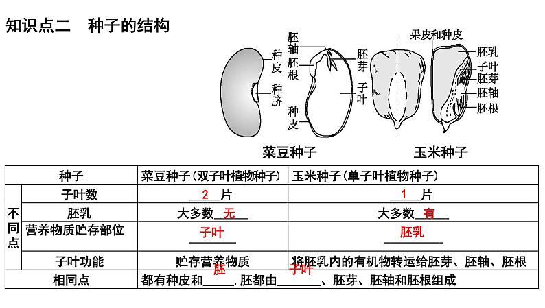 【2024会考】初中生物 考点专题06 生物圈中有哪些绿色植物及种子的萌发-课件05