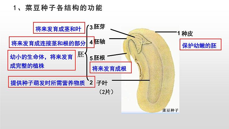 【2024会考】初中生物 考点专题06 生物圈中有哪些绿色植物及种子的萌发-课件06