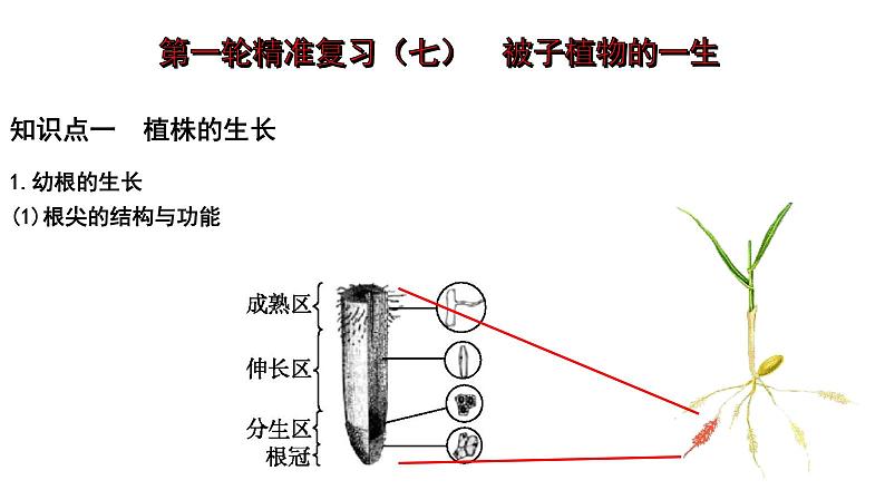 【2024会考】初中生物 考点专题07 被子植物的一生-课件01