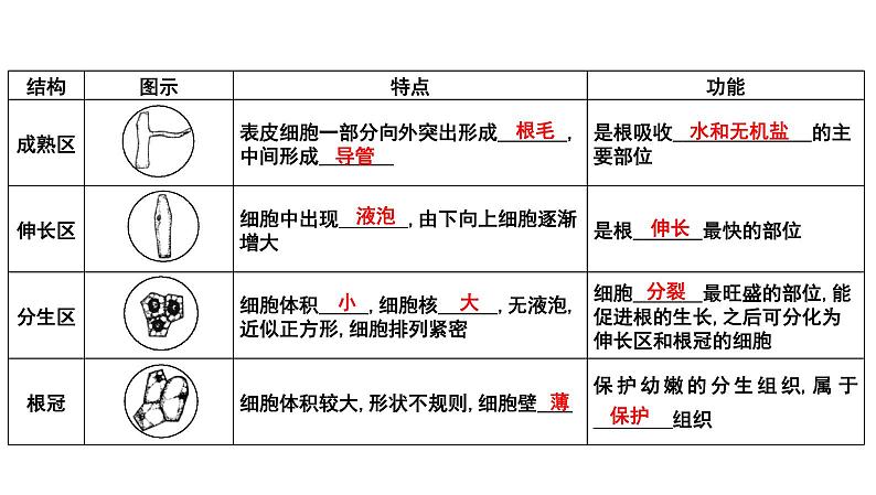 【2024会考】初中生物 考点专题07 被子植物的一生-课件02