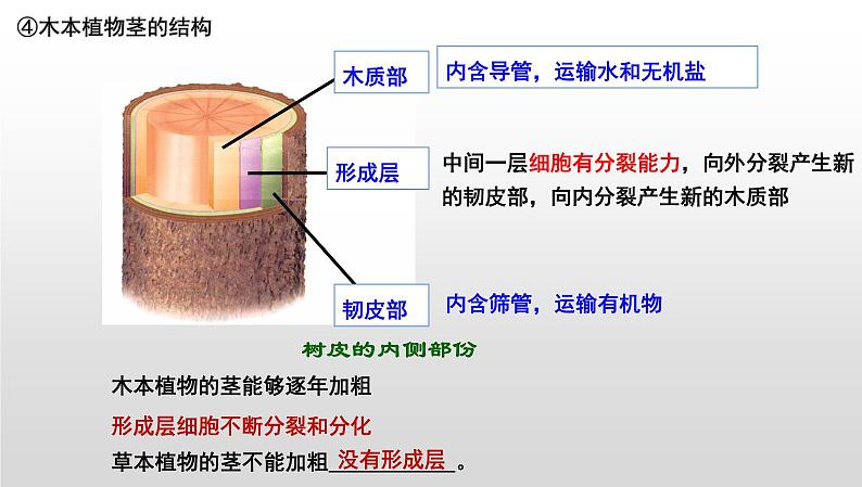 【2024会考】初中生物 考点专题07 被子植物的一生-课件08