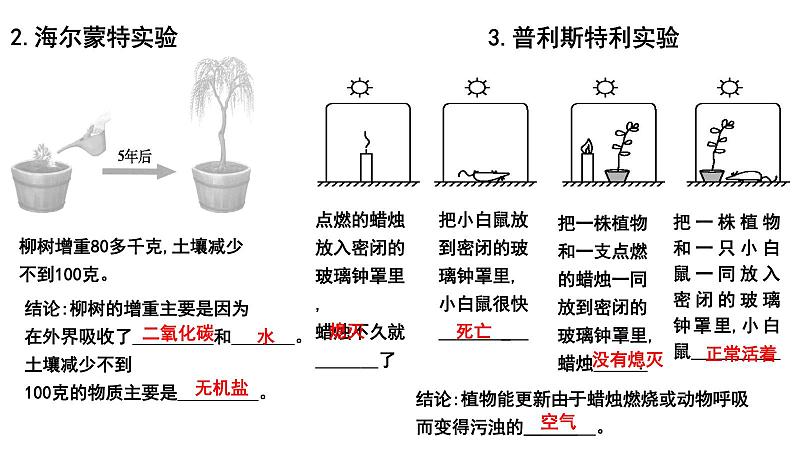 【2024会考】初中生物 考点专题09 绿色植物的光合作用-课件02