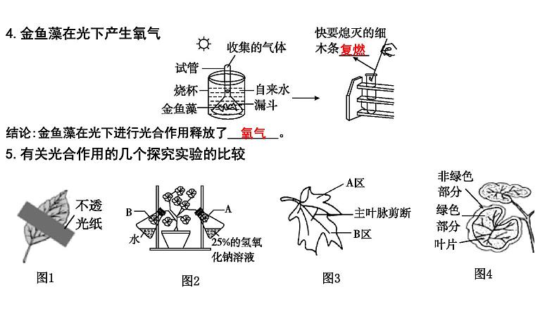 【2024会考】初中生物 考点专题09 绿色植物的光合作用-课件03