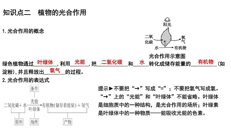 【2024会考】初中生物 考点专题09 绿色植物的光合作用-课件06