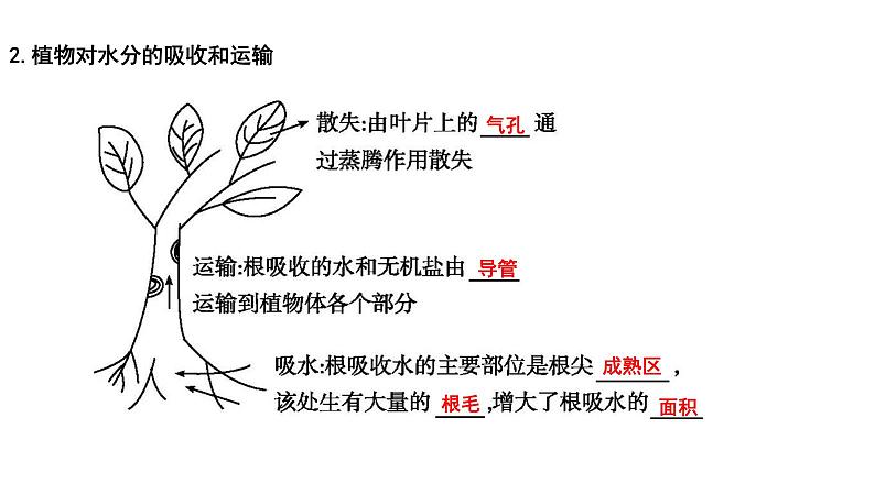 【2024会考】初中生物 考点专题08 绿色植物的蒸腾作用-课件02