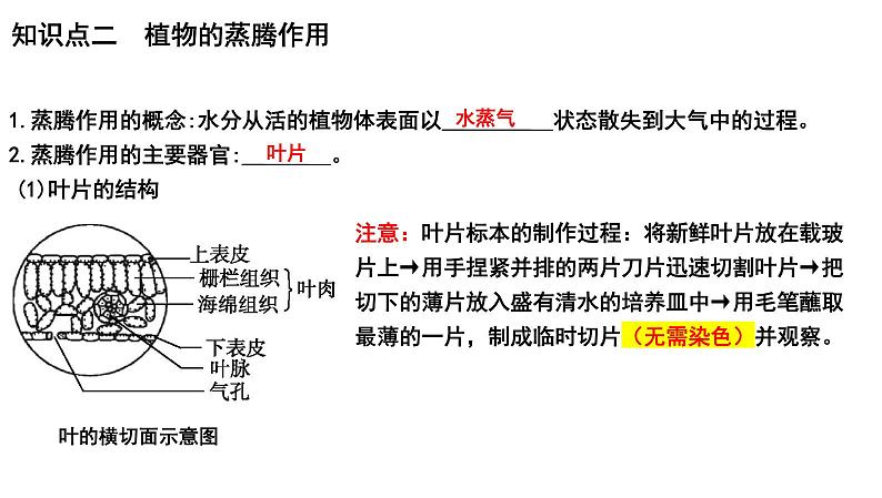 【2024会考】初中生物 考点专题08 绿色植物的蒸腾作用-课件05