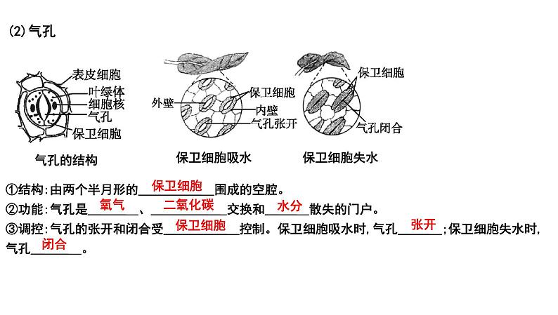 【2024会考】初中生物 考点专题08 绿色植物的蒸腾作用-课件07