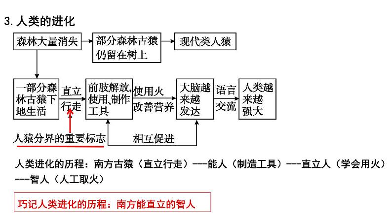 【2024会考】初中生物 考点专题11 人的由来-课件02