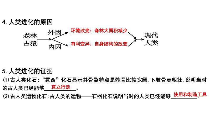 【2024会考】初中生物 考点专题11 人的由来-课件03