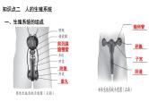 【2024会考】初中生物 考点专题11 人的由来-课件