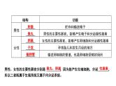 【2024会考】初中生物 考点专题11 人的由来-课件