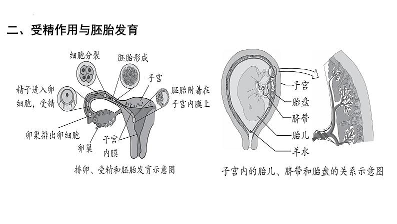 【2024会考】初中生物 考点专题11 人的由来-课件06