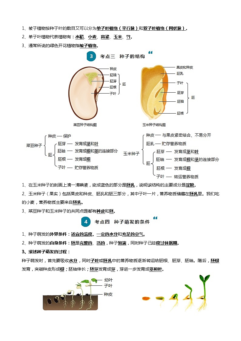 清单03 生物圈中有哪些绿色植物+被子植物的一生（6大考点+6大高频命题点）（教师版）第2页