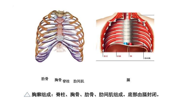 10.2人体细胞获得氧气的过程（呼吸运动）课件2023--2024学年北师大版生物七年级下册05