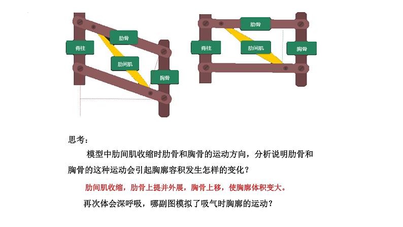 10.2人体细胞获得氧气的过程（呼吸运动）课件2023--2024学年北师大版生物七年级下册07