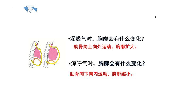 10.2人体细胞获得氧气的过程（呼吸运动）课件2023--2024学年北师大版生物七年级下册08