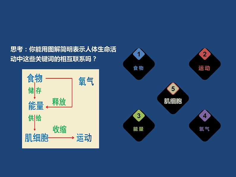 10.1食物中能量的释放课件2023--2024学年北师大版生物七年级下册第4页