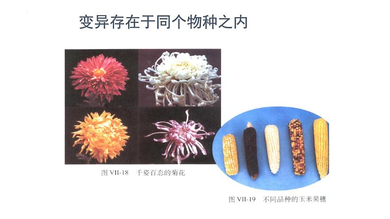 7.2.5生物的变异课件2023--2024学年人教版生物八年级下册 (4)第4页