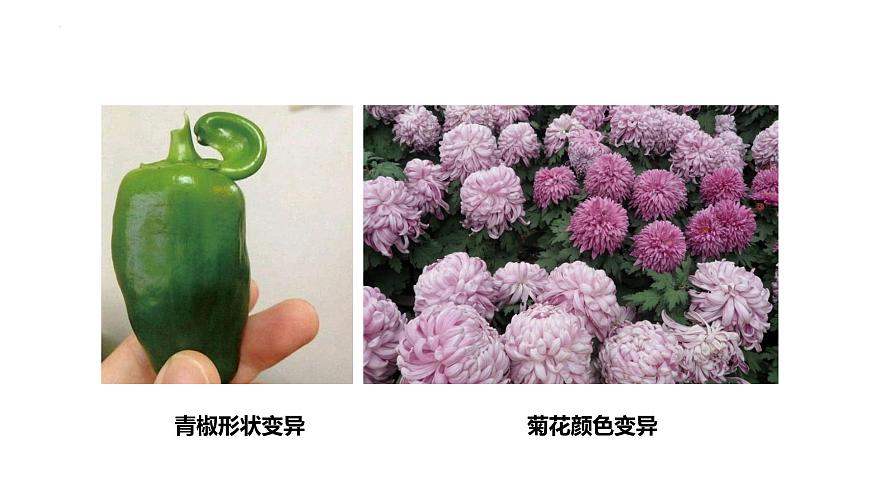 7.2.5生物的变异课件2023--2024学年人教版生物八年级下册 (1)第2页