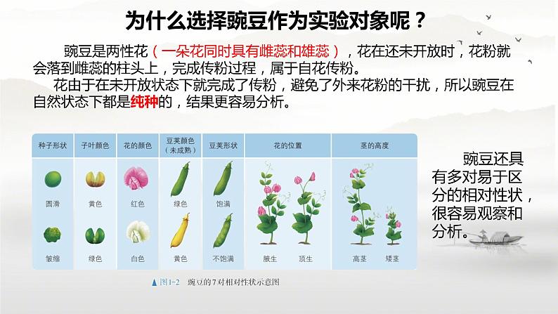 基因的显性和隐性 课件第8页