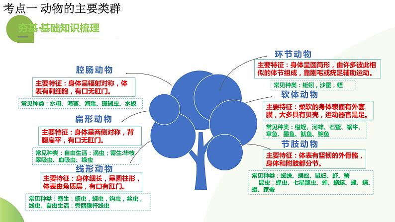 专题16 动物的主要类群（课件）-2024年中考生物一轮复习课件（全国通用）第8页