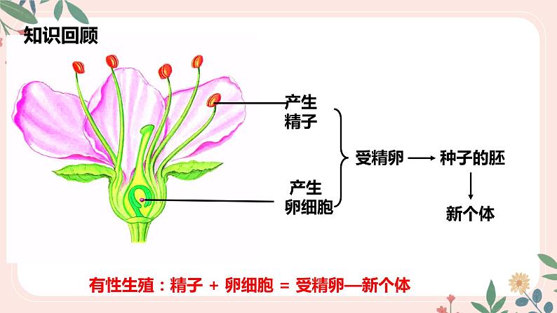 4.1.2 人的生殖-七年级生物下册 教学课件 （人教版）第3页