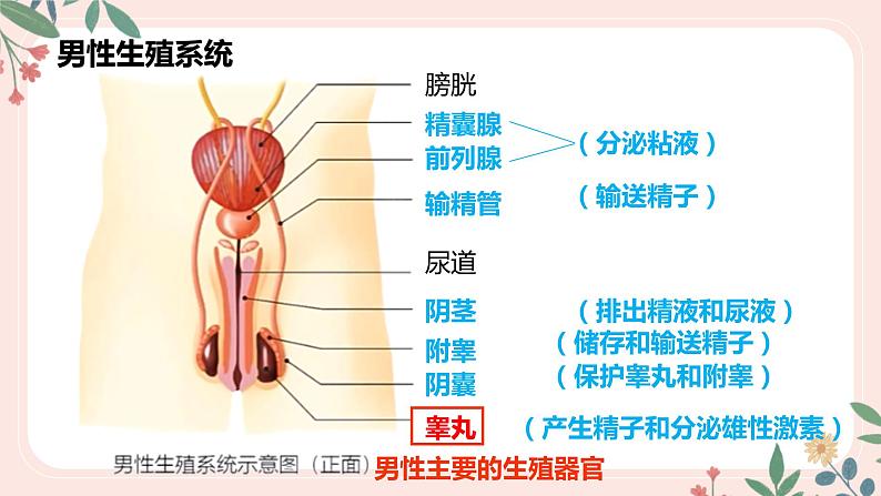 4.1.2 人的生殖-七年级生物下册 教学课件 （人教版）第7页