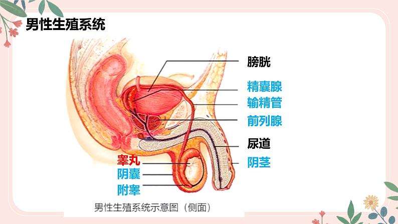 4.1.2 人的生殖-七年级生物下册 教学课件 （人教版）第8页