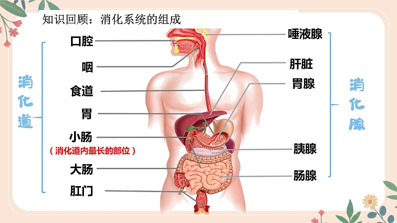 4.2.2 消化和吸收-七年级生物下册 教学课件+教学设计+练习（人教版）03