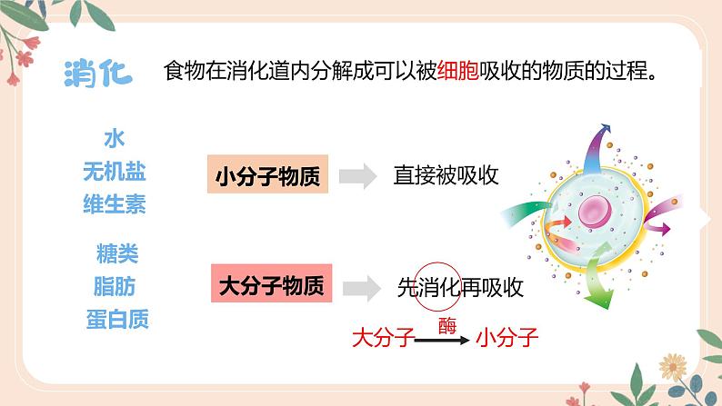 4.2.2 消化和吸收-七年级生物下册 教学课件+教学设计+练习（人教版）06