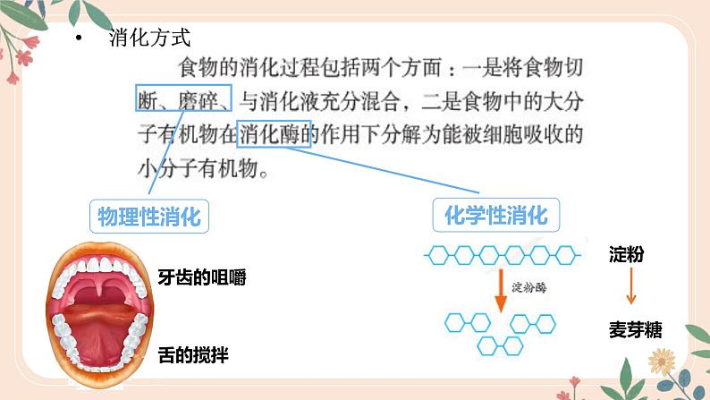 4.2.2 消化和吸收-七年级生物下册 教学课件+教学设计+练习（人教版）08