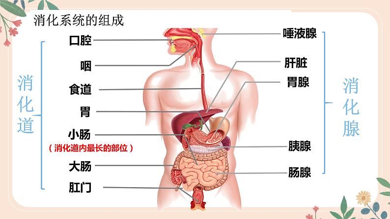 4.2.2 消化和吸收-七年级生物下册 教学课件+教学设计+练习（人教版）08